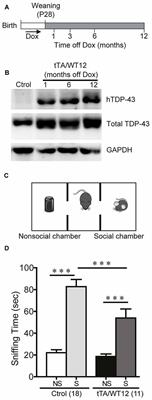 Early Cognitive/Social Deficits and Late Motor Phenotype in Conditional Wild-Type TDP-43 Transgenic Mice